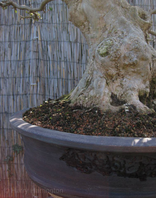 trident maple bark